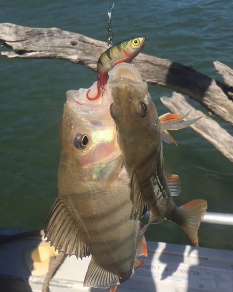 Mansfield and High Country Fishing Report!