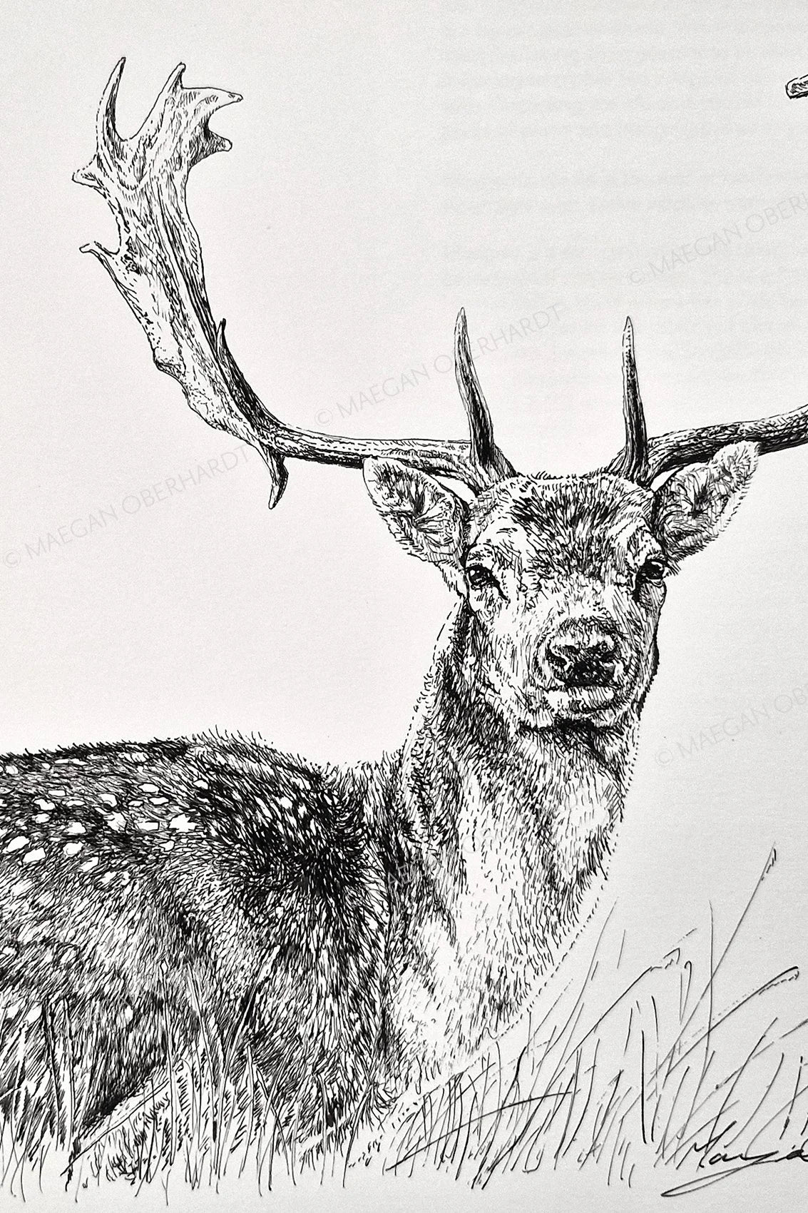 Maegan Oberhardt A4 Fallow Deer Print - Limited Edition
