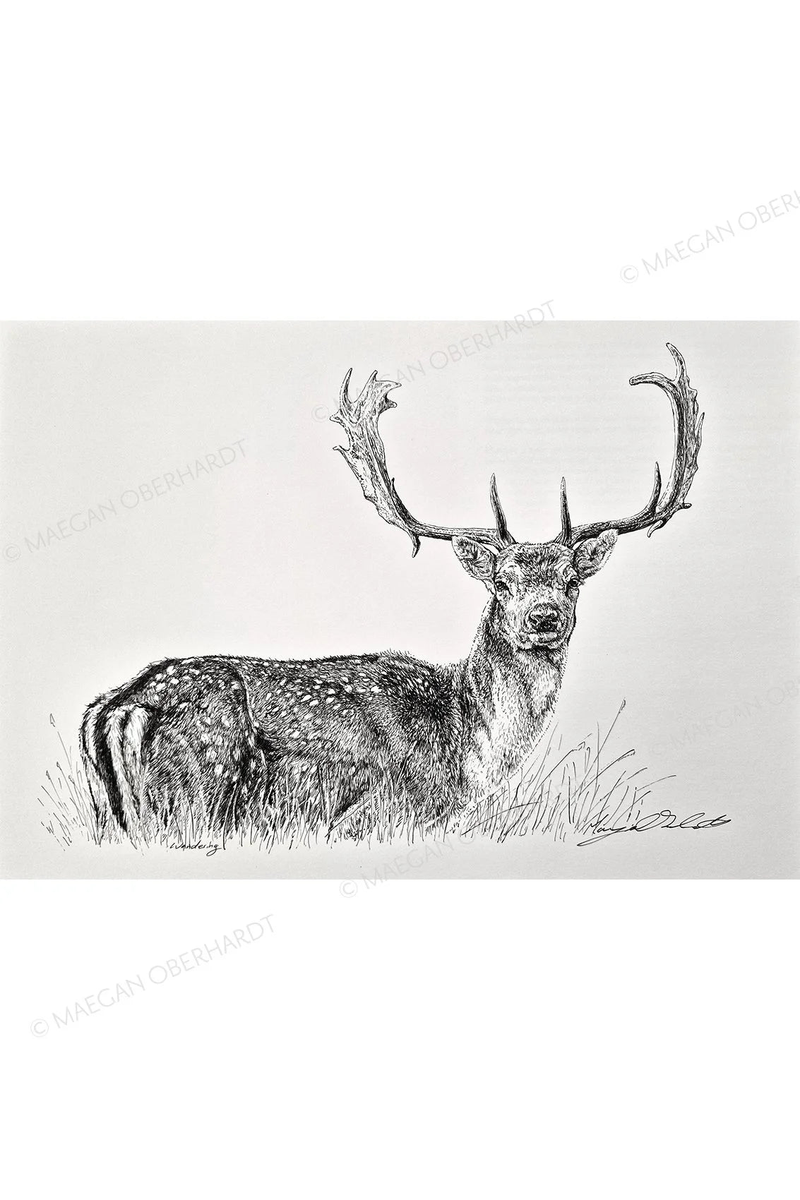 Maegan Oberhardt A4 Fallow Deer Print - Limited Edition