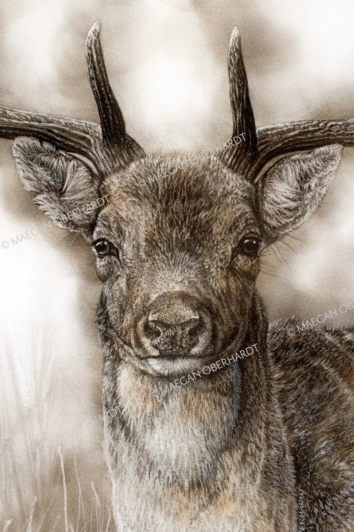 Maegan Oberhardt A3 Fallow Deer Print - Limited Edition