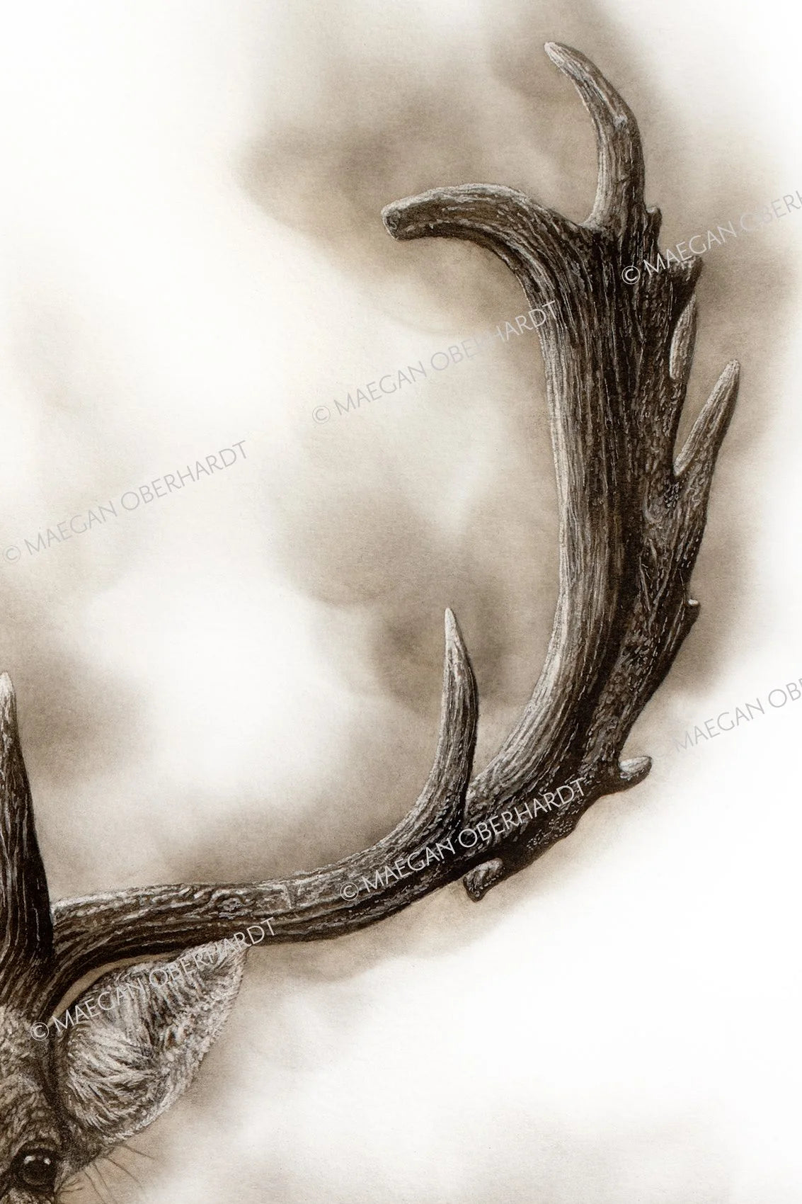 Maegan Oberhardt A3 Fallow Deer Print - Limited Edition