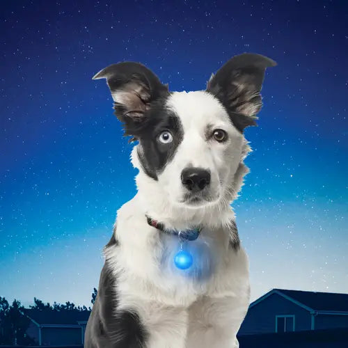 Niteize Spotlit Led Collar Light - - Mansfield Hunting & Fishing - Products to prepare for Corona Virus