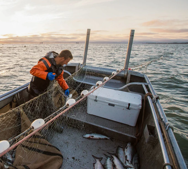 Yeti Tundra 110 Hard Cooler - - Mansfield Hunting & Fishing - Products to prepare for Corona Virus