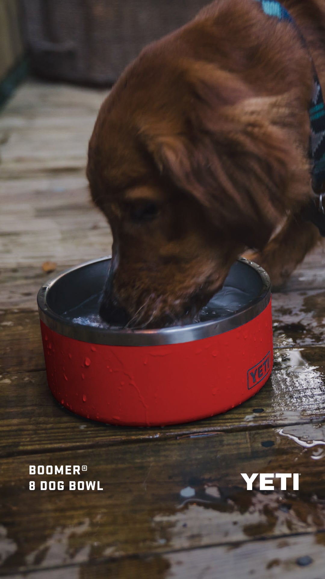 Yeti Boomer 8 Dog Bowl - - Mansfield Hunting & Fishing - Products to prepare for Corona Virus