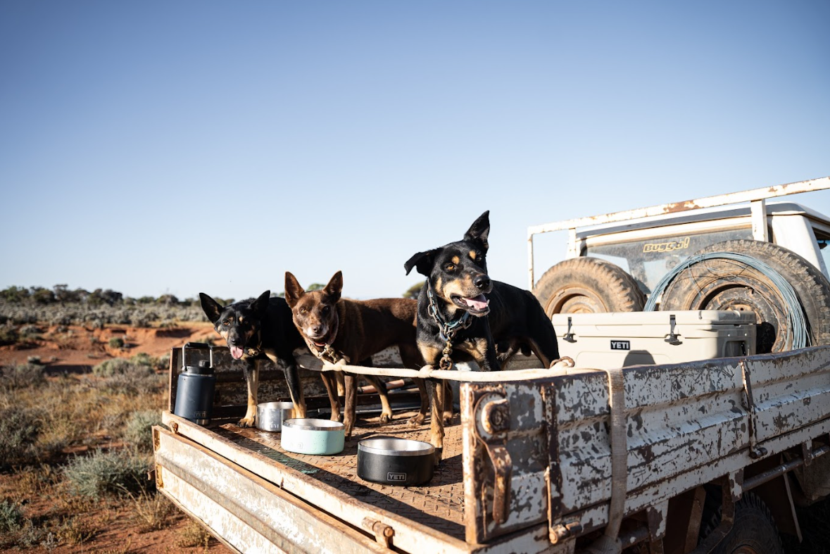 Yeti Boomer 8 Dog Bowl - - Mansfield Hunting & Fishing - Products to prepare for Corona Virus