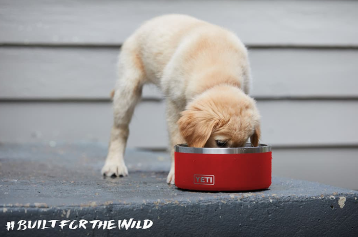 Yeti Boomer 4 Dog Bowl - - Mansfield Hunting & Fishing - Products to prepare for Corona Virus