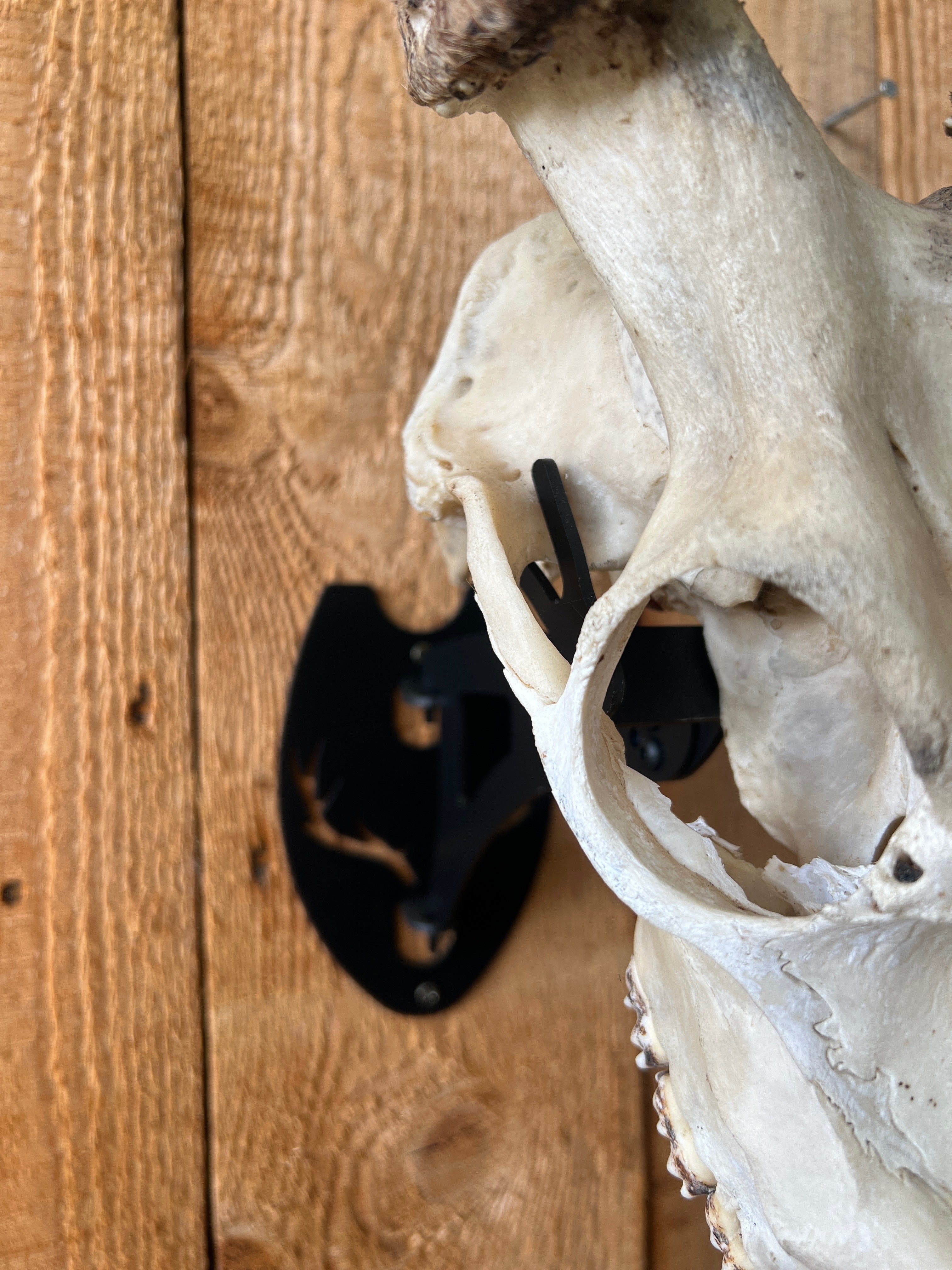 Skull Mount - Universal Long Arm 280mm -  - Mansfield Hunting & Fishing - Products to prepare for Corona Virus