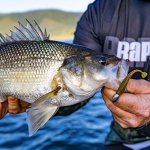 Rapala Crush City The Suspect Soft Plastics - - Mansfield Hunting & Fishing - Products to prepare for Corona Virus