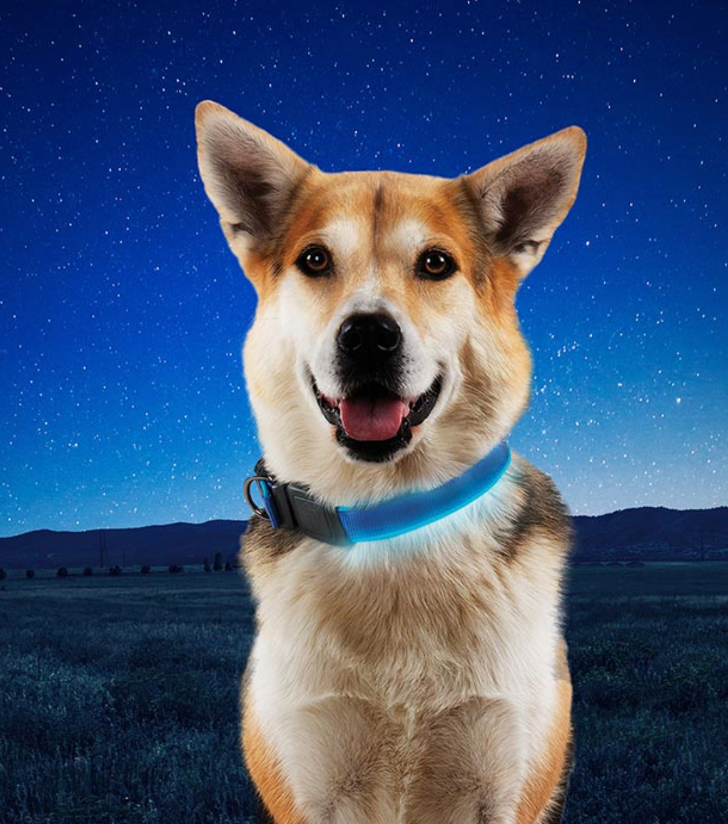 Nitedog Rechargeable Led Collar - Lime Green - - Mansfield Hunting & Fishing - Products to prepare for Corona Virus