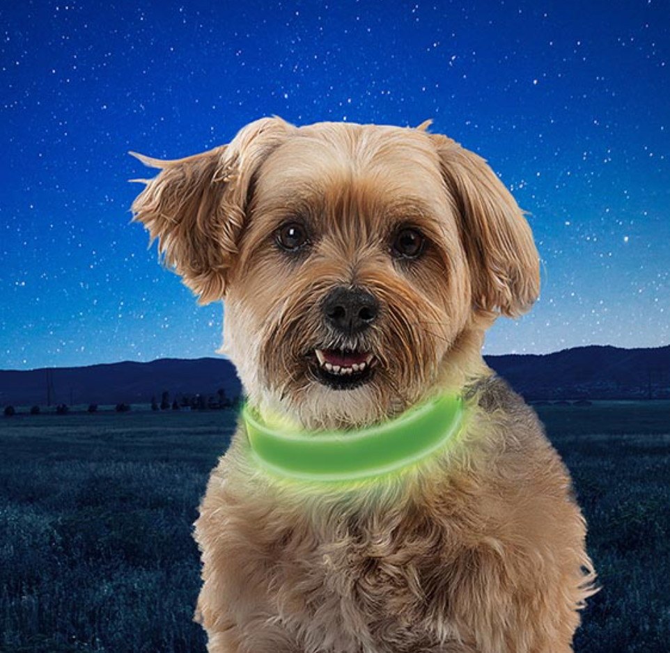 Nitedog Rechargeable Led Collar - Lime Green - - Mansfield Hunting & Fishing - Products to prepare for Corona Virus