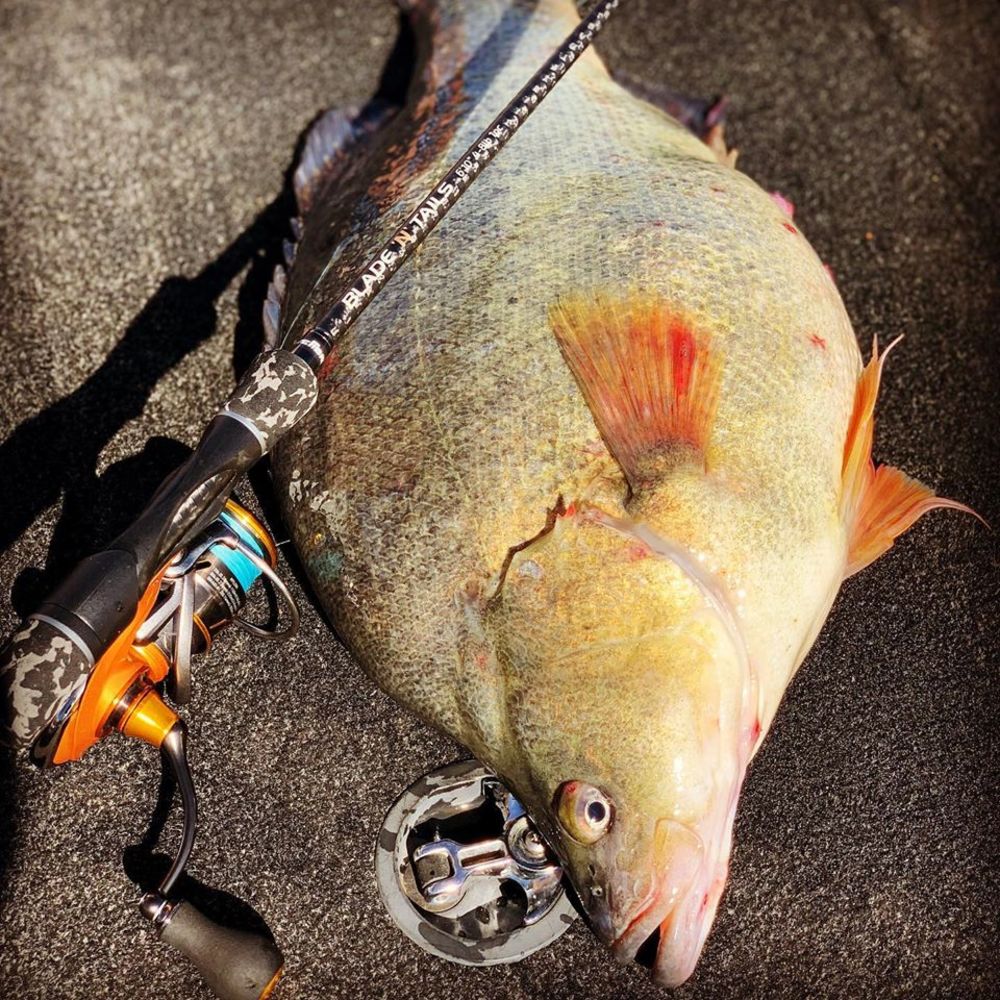 Live Fibre Blade N Tails Spin Rod -  - Mansfield Hunting & Fishing - Products to prepare for Corona Virus