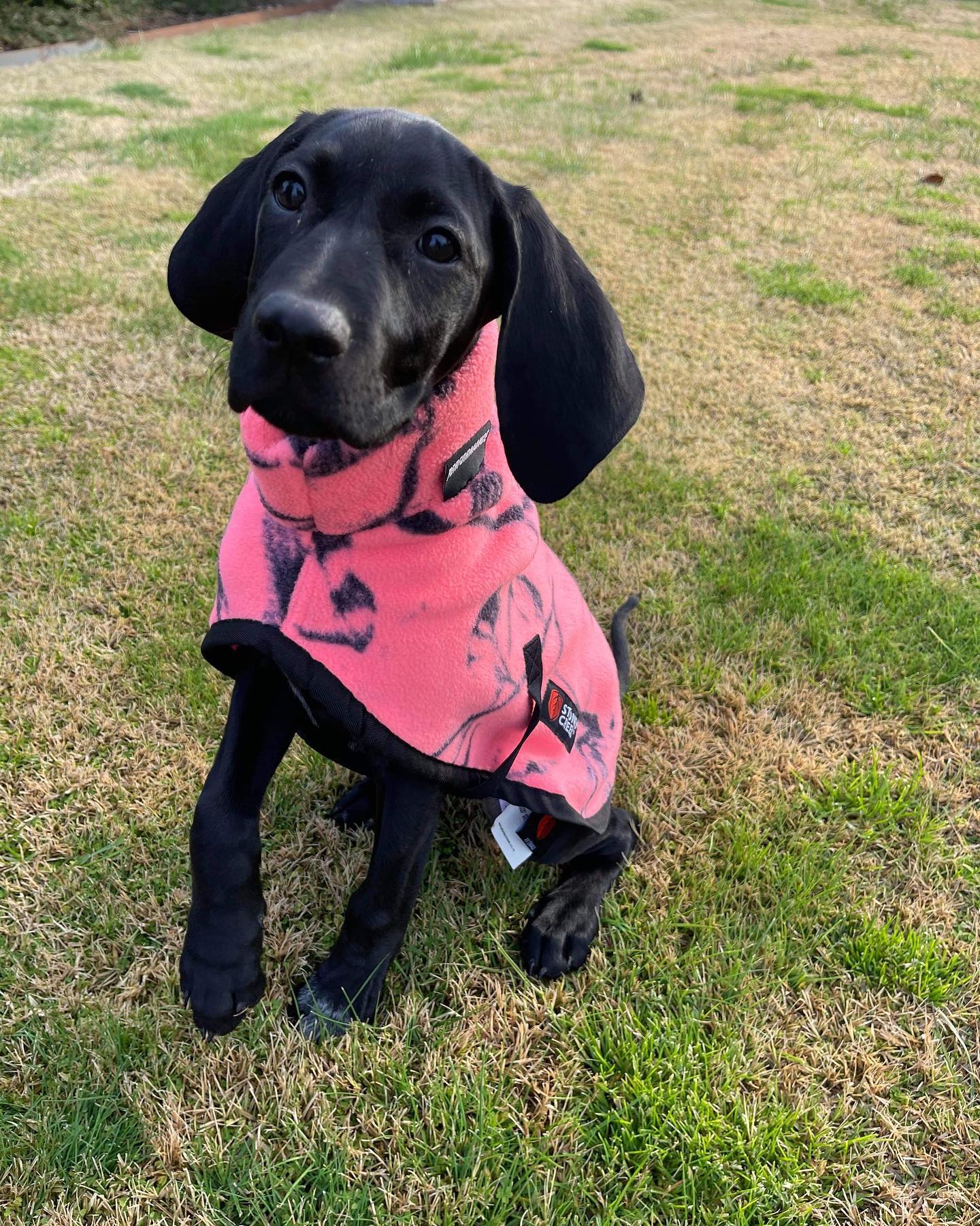 Stoney Creek Jones Dog Coat Fleece - Watermelon -  - Mansfield Hunting & Fishing - Products to prepare for Corona Virus