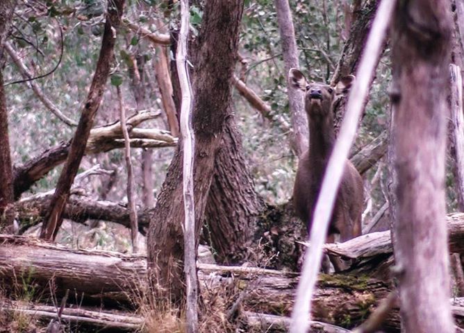 Trail Cameras