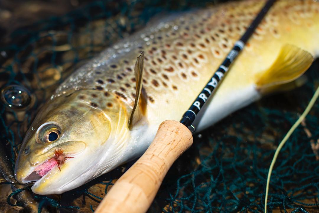 Fly Fishing Rods