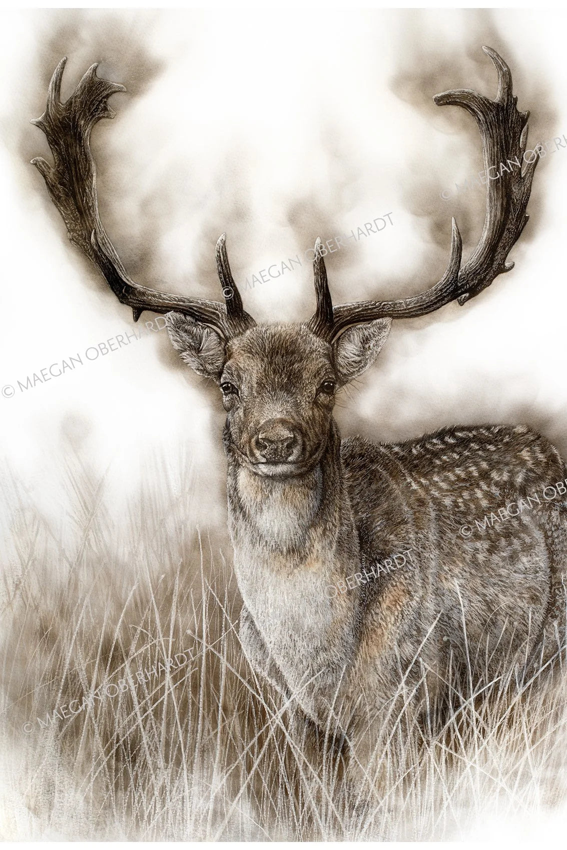 Maegan Oberhardt A3 Fallow Deer Print - Limited Edition