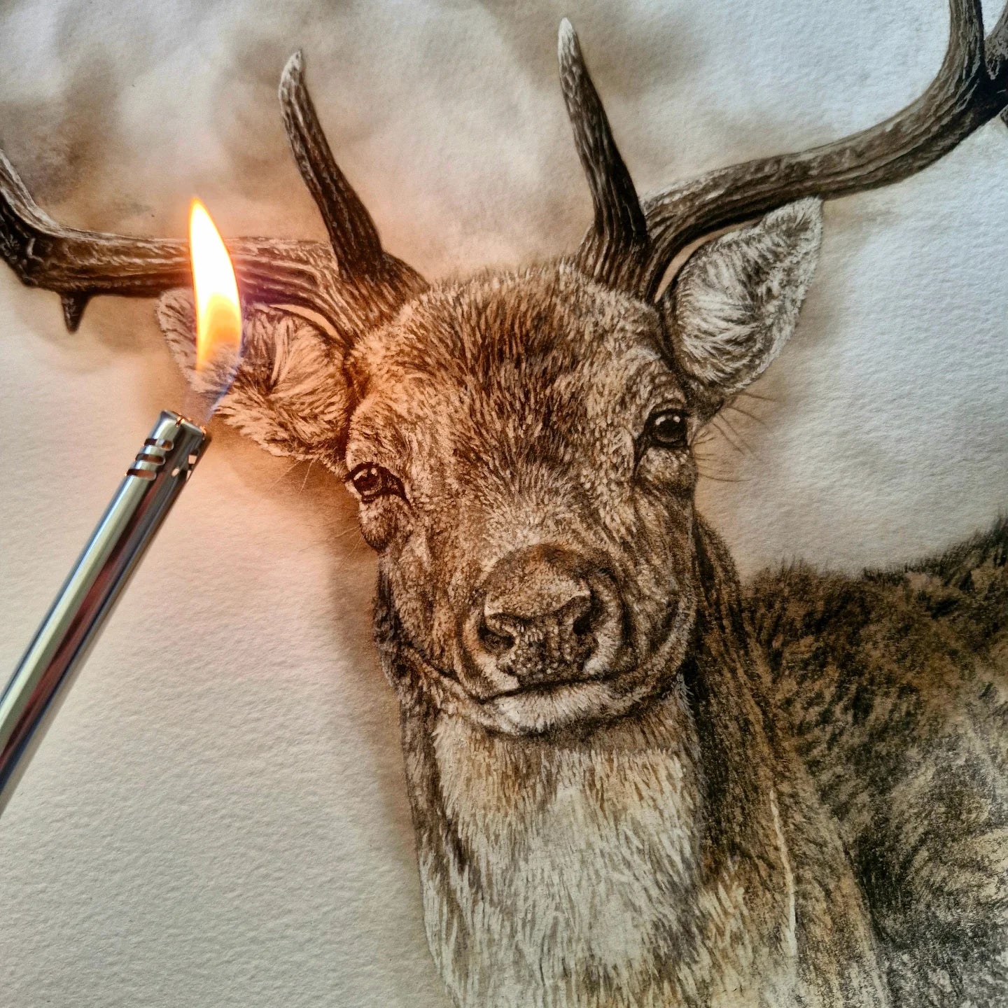Maegan Oberhardt A3 Fallow Deer Print - Limited Edition