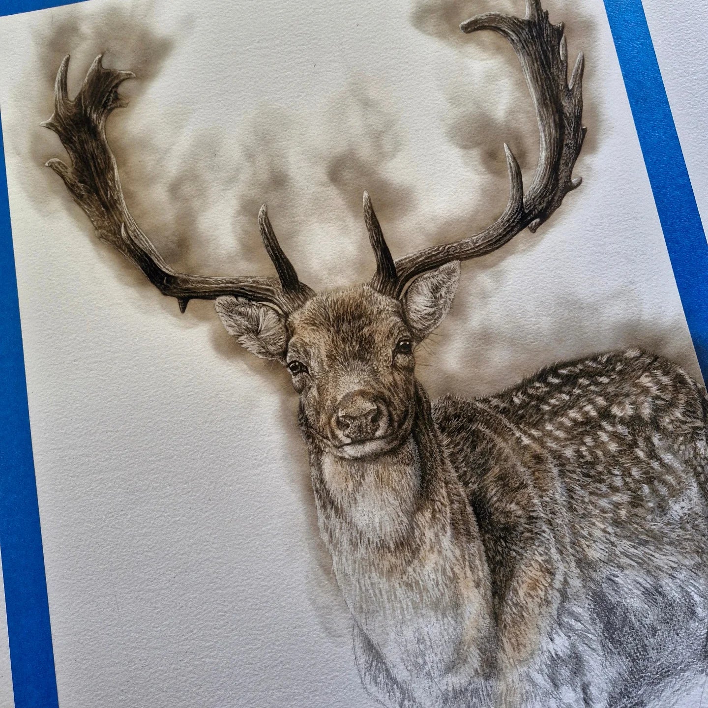 Maegan Oberhardt A3 Fallow Deer Print - Limited Edition
