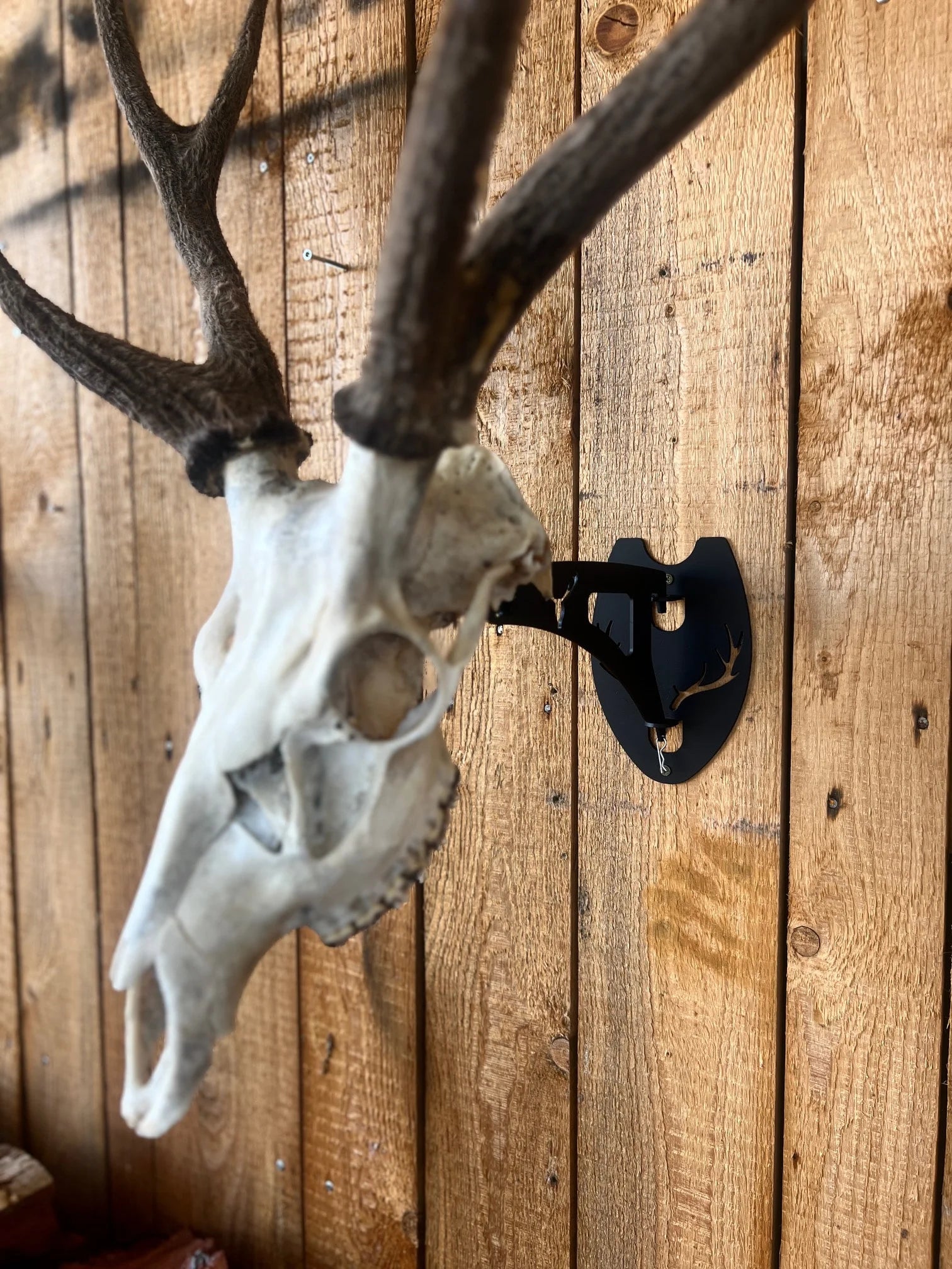 Skull Mount - Standard Arm 180mm w' Brain Cavity -  - Mansfield Hunting & Fishing - Products to prepare for Corona Virus