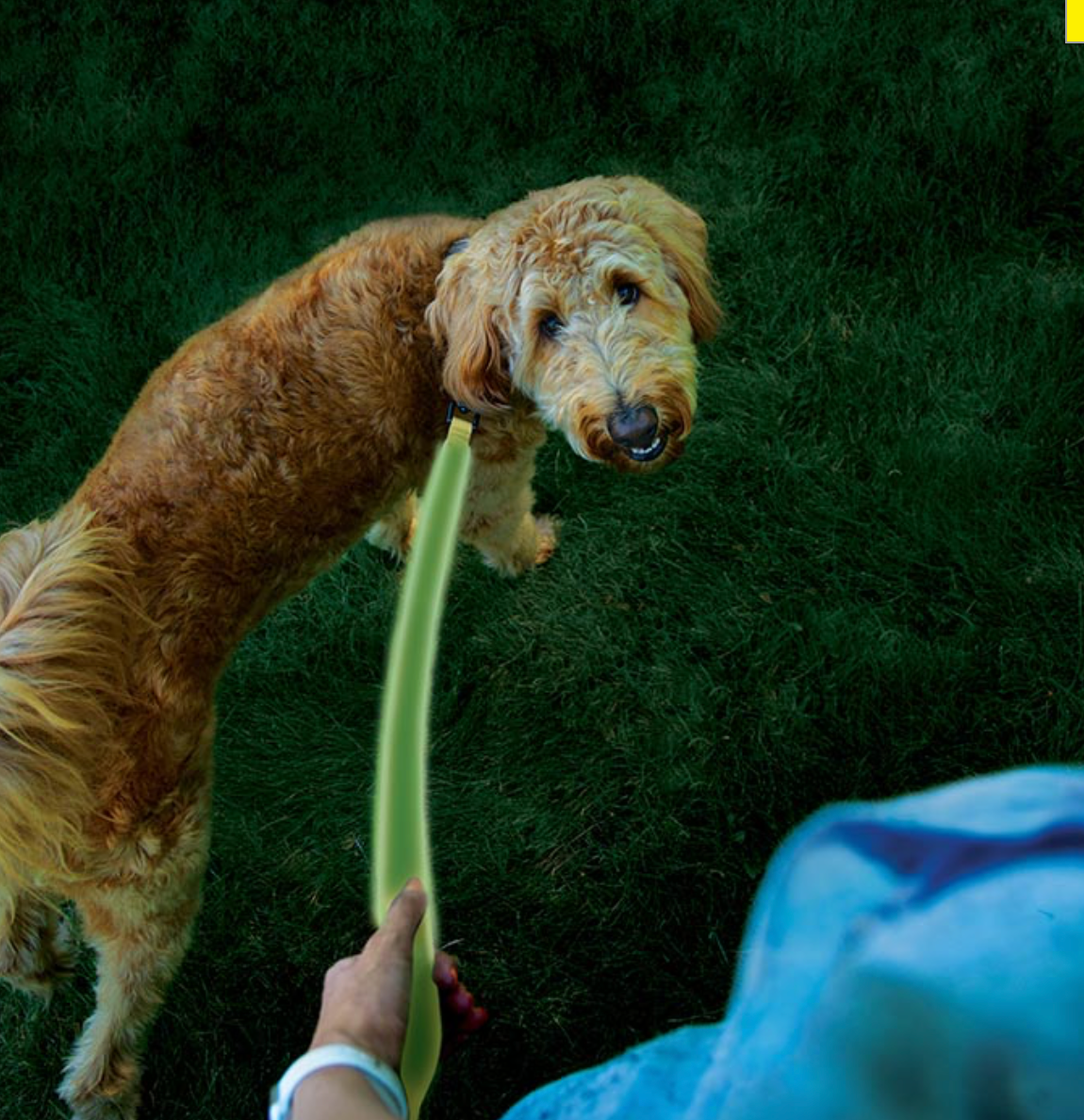 Nitedog Rechargeable Led Leash - Lime Green -  - Mansfield Hunting & Fishing - Products to prepare for Corona Virus